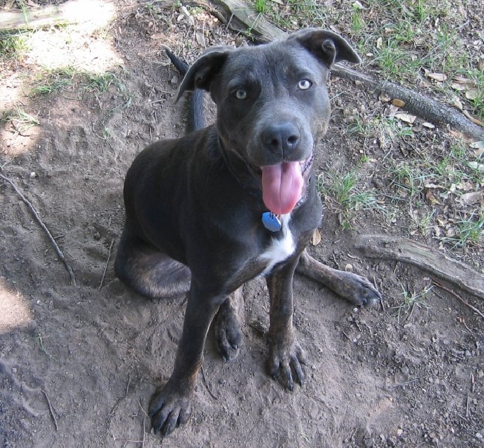 adopt